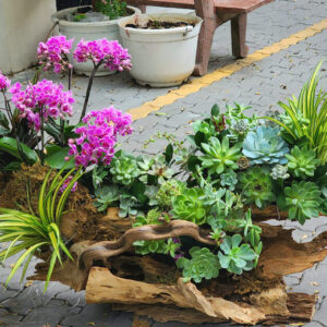 Lan Hồ Điệp Thiết Kế theo yêu cầu cao cấp