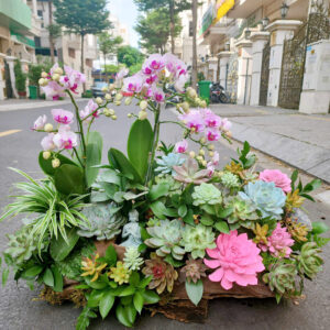 Lan Hồ Điệp Thiết Kế theo yêu cầu