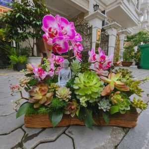 Lan Hồ Điệp Thiết Kế sang trọng