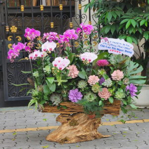 Lan Hồ Điệp Thiết Kế